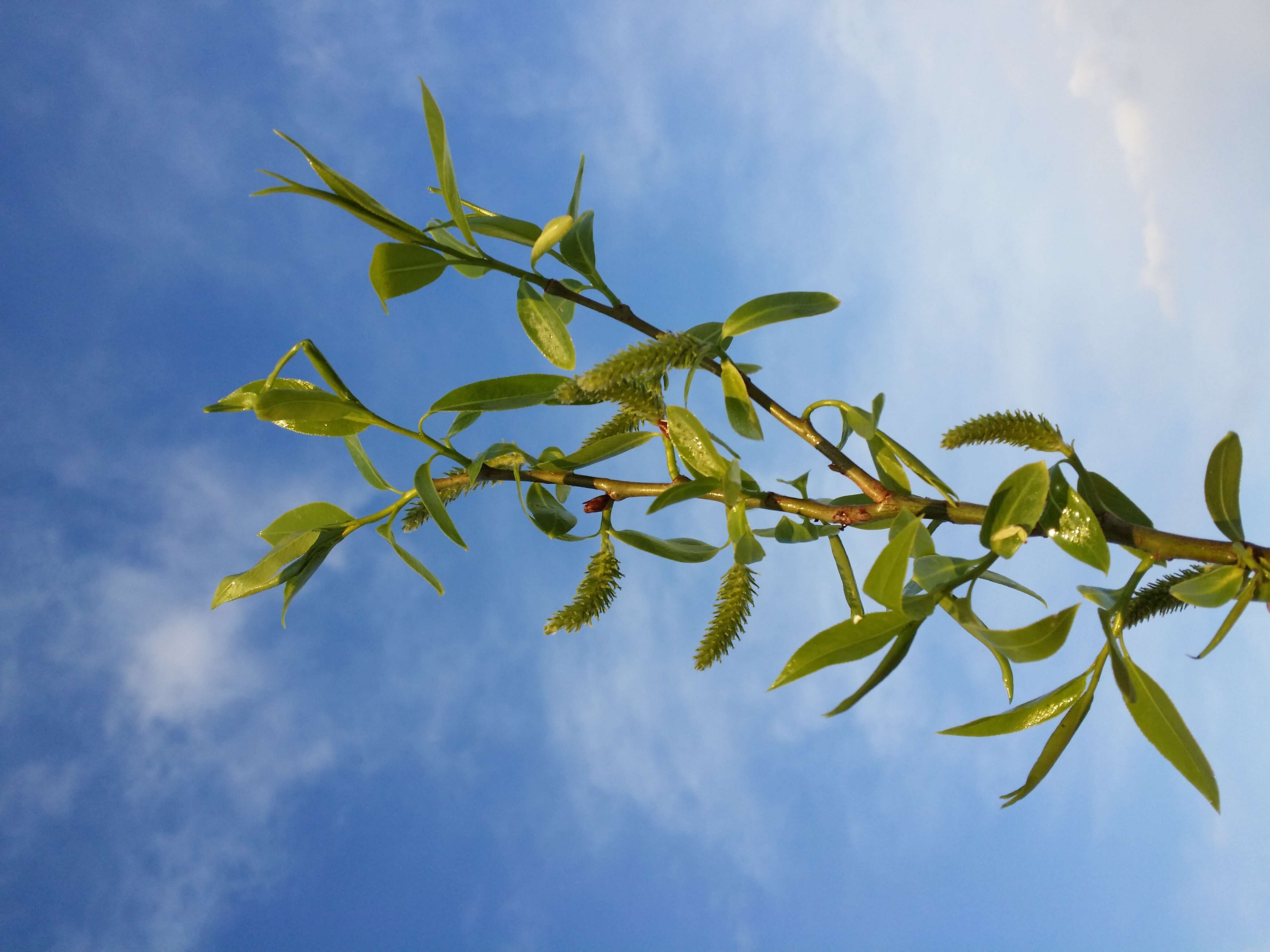 Image de Saule fragile