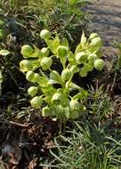 Image of Stinking Hellebore