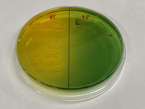 Vibrio parahaemolyticus resmi