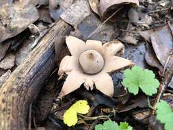 Image of Collared Earthstar