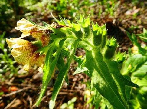 Image of black henbane