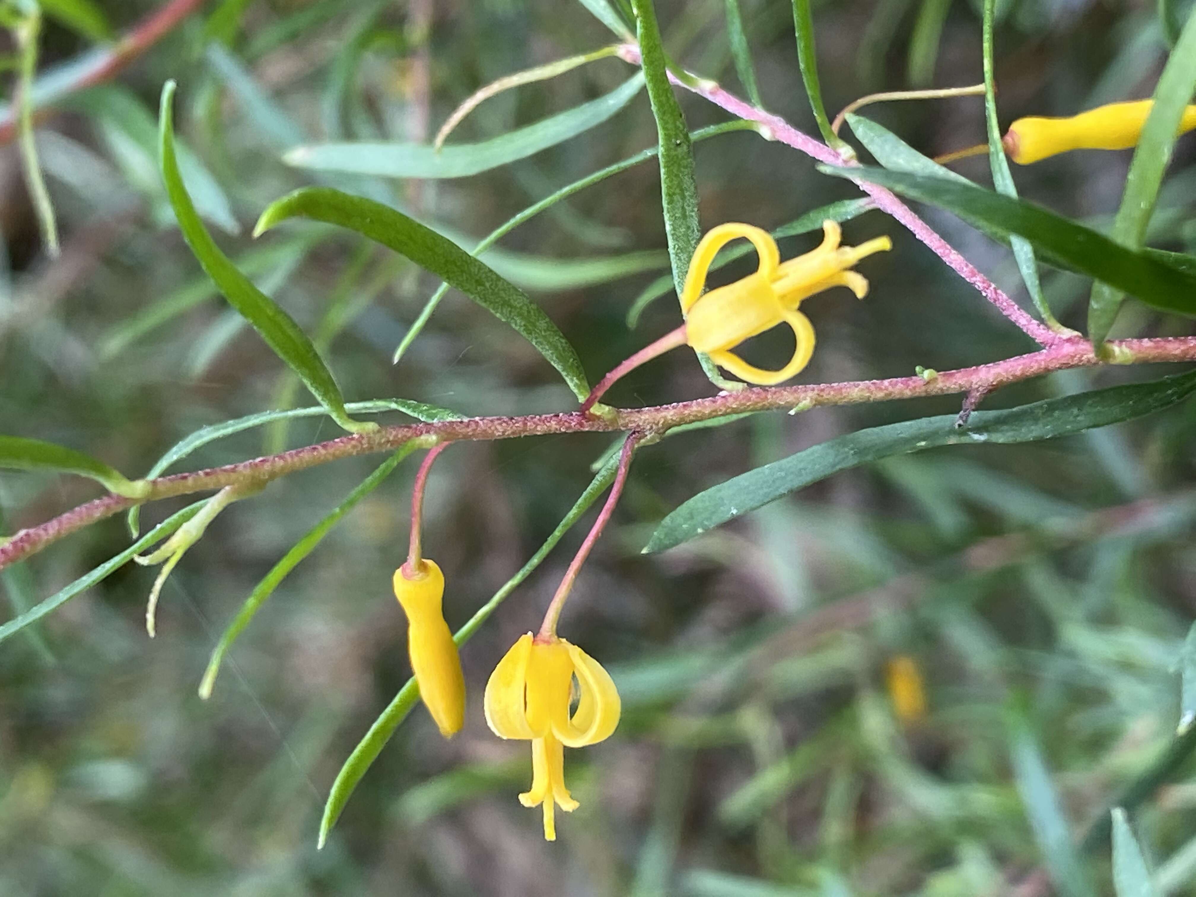 Plancia ëd Persoonia nutans R. Br.