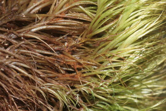 Image of longleaf paraleucobryum moss