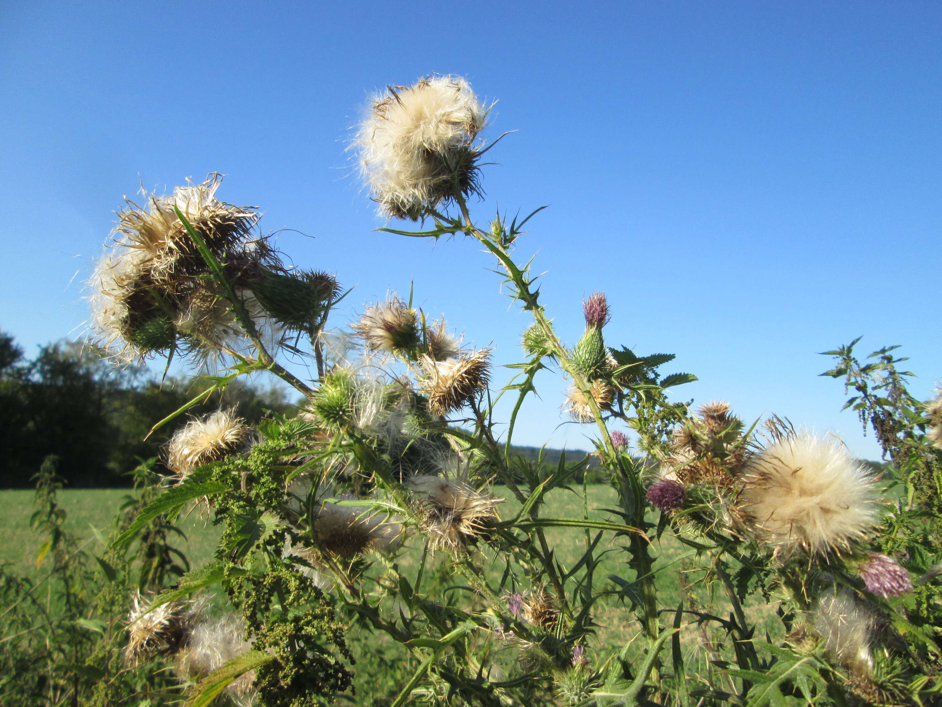 Image of Spear Thistle