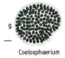 صورة Coelosphaerium Nägeli 1849