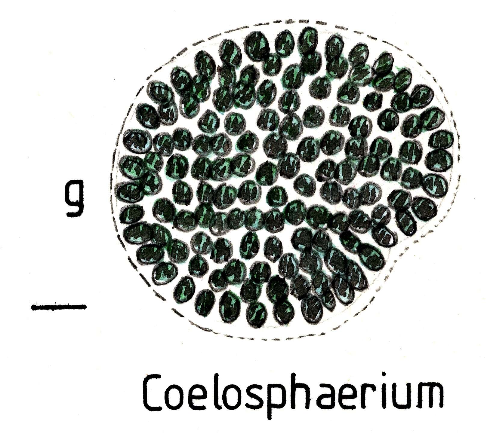 Imagem de Coelosphaerium Nägeli 1849