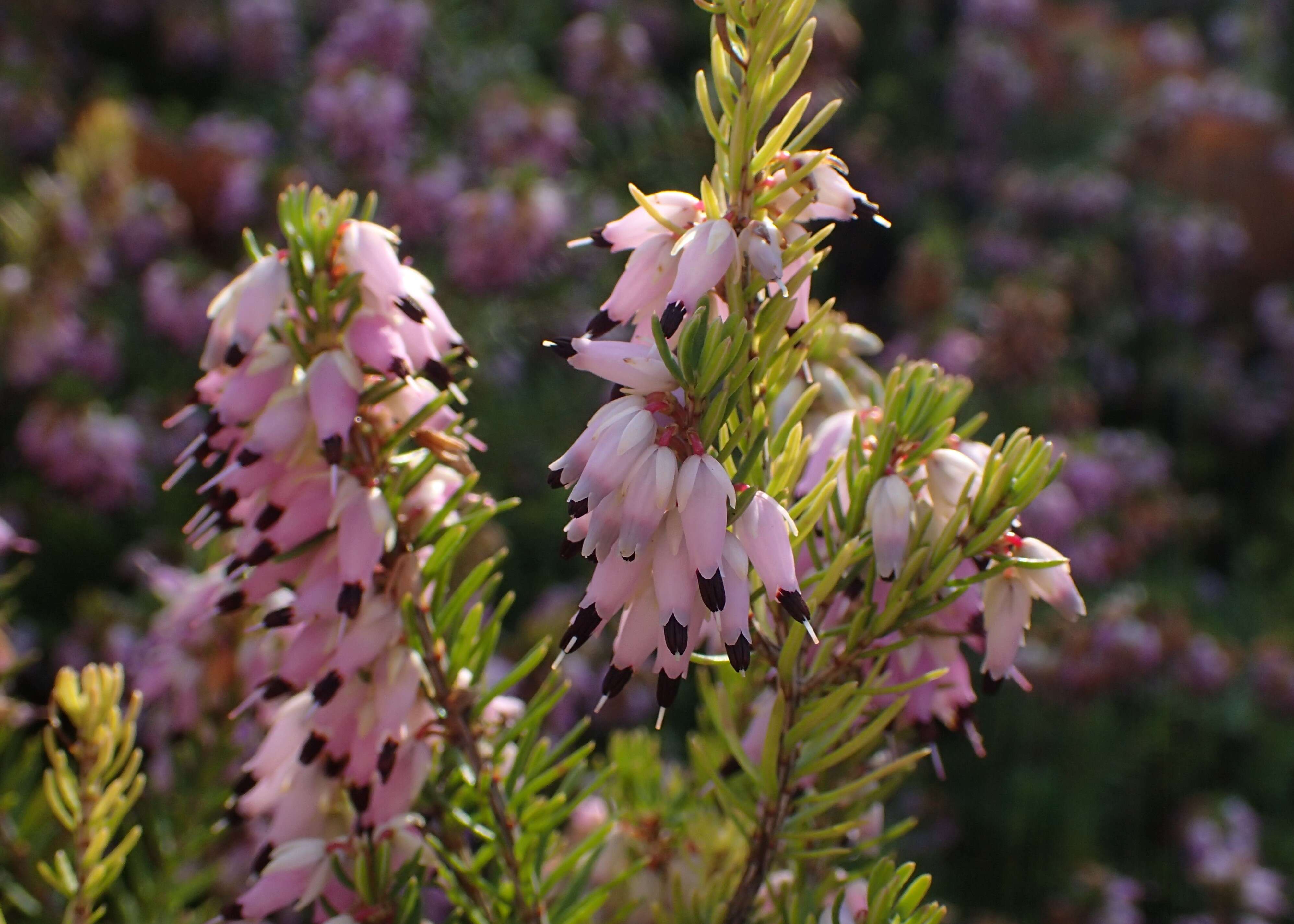 Imagem de Erica carnea L.