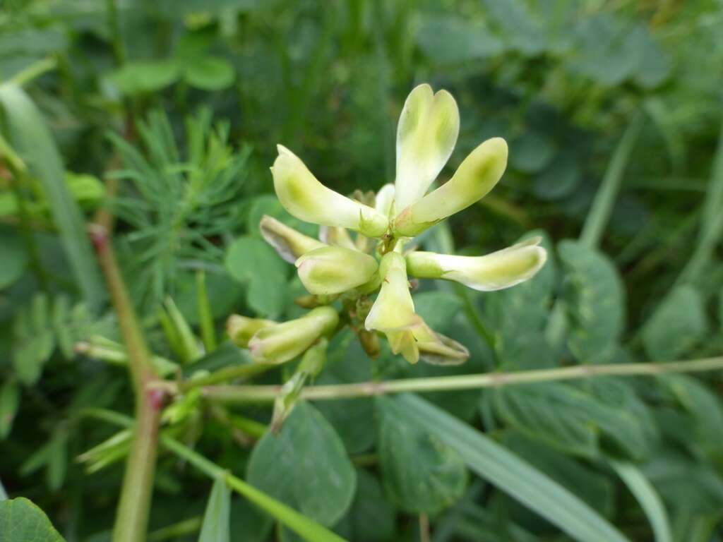 Image of licorice milkvetch