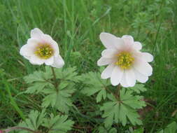 Image of Balkan Anemone