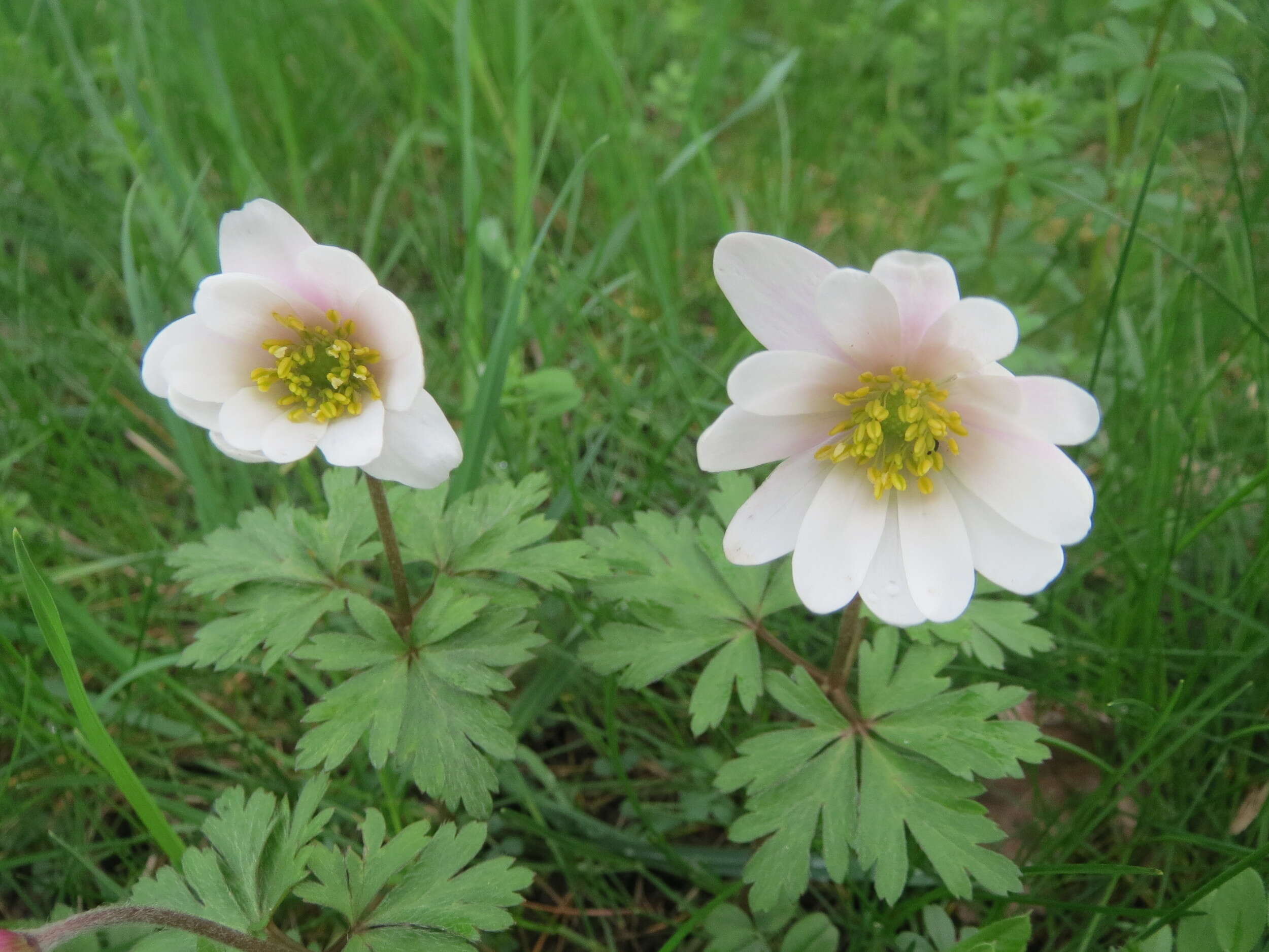 Image of Balkan Anemone