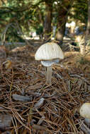 Image of Wrinkled Fieldcap