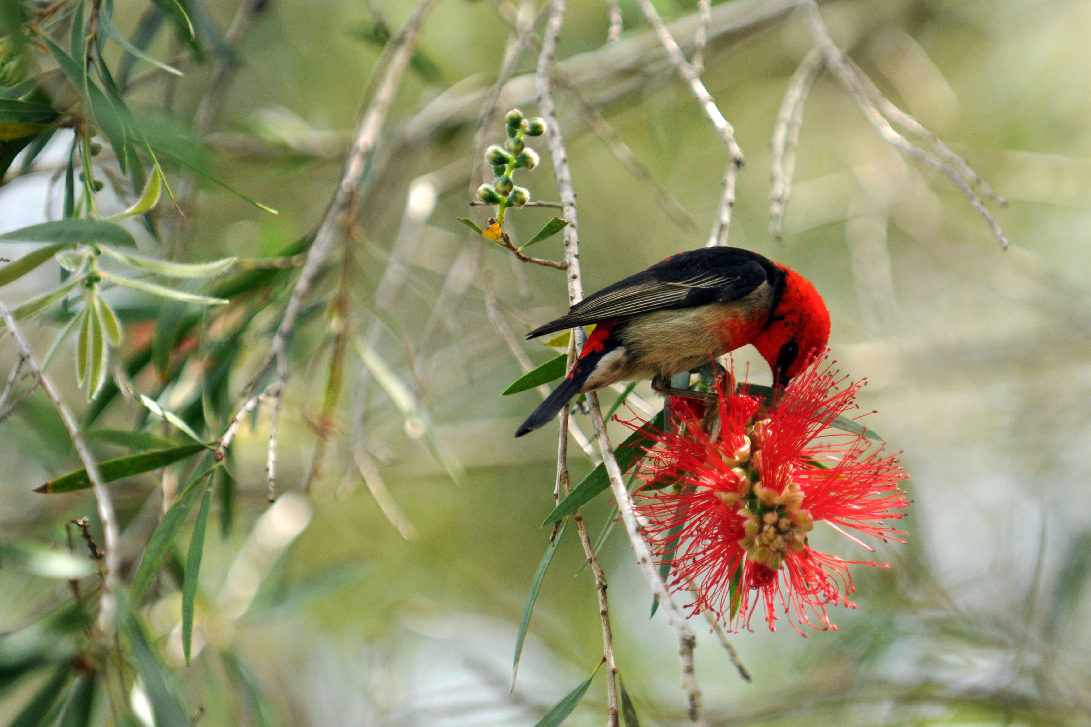 Image of Scarlet Honeyeater