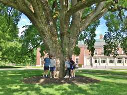 Image of American elm