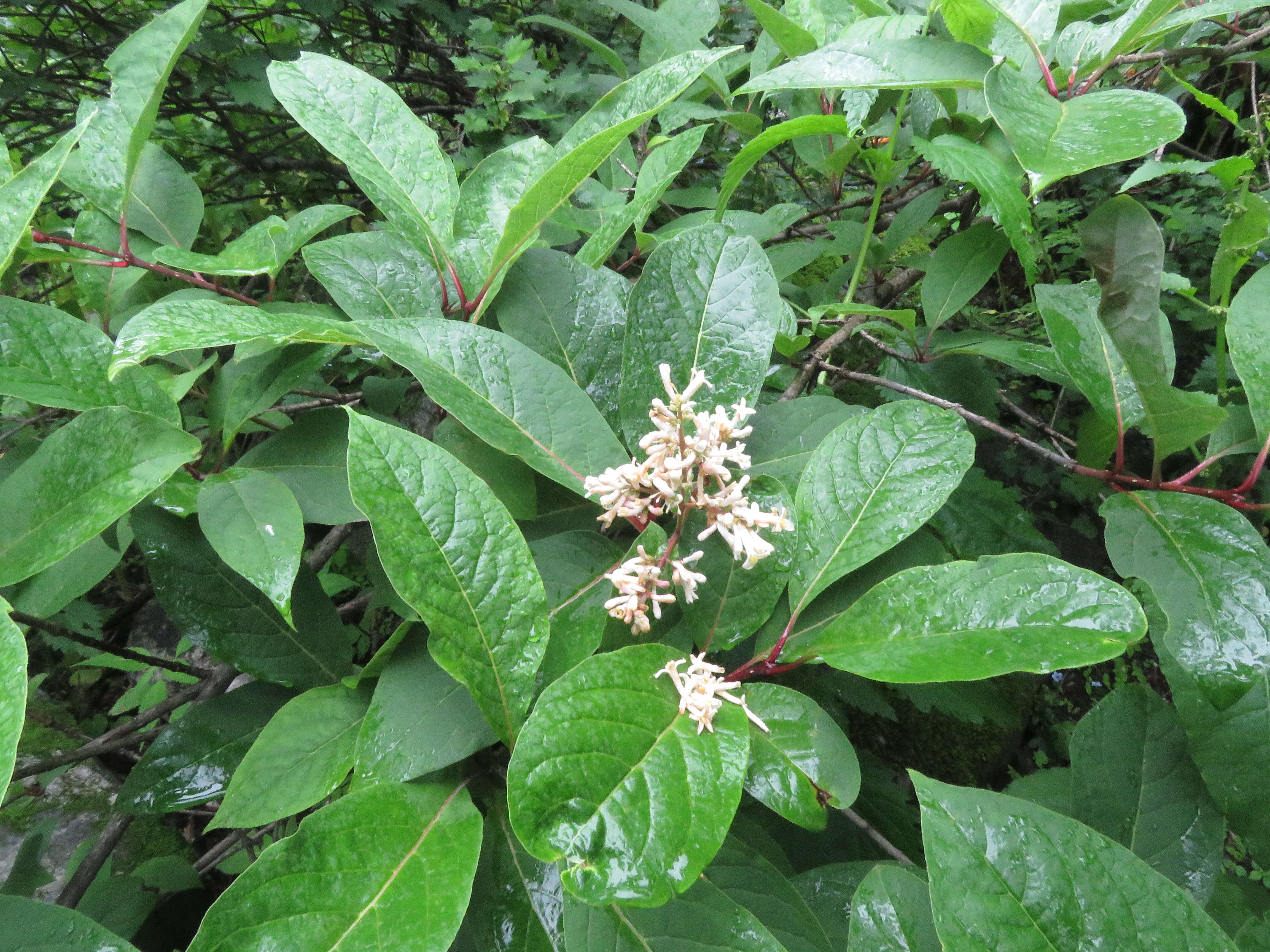 Image of Syringa emodi Wall. ex Royle