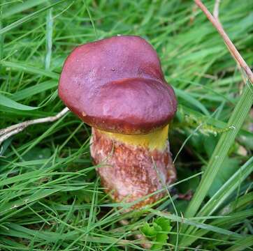 Image of Suillus grevillei (Klotzsch) Singer 1945