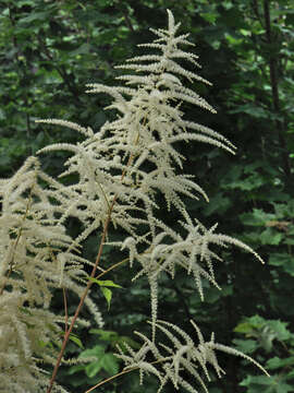 Image of bride's feathers