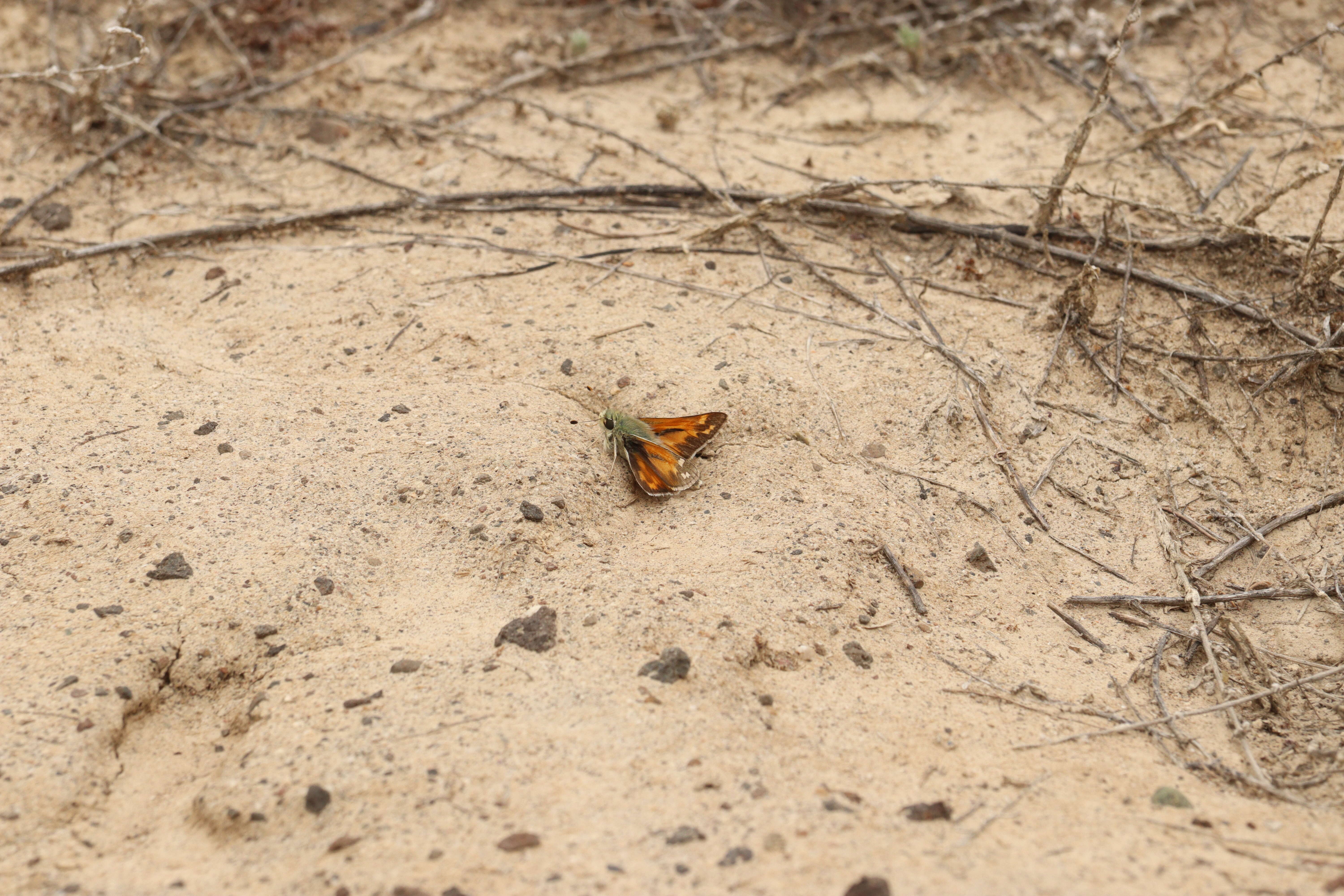 Image of Juba Skipper