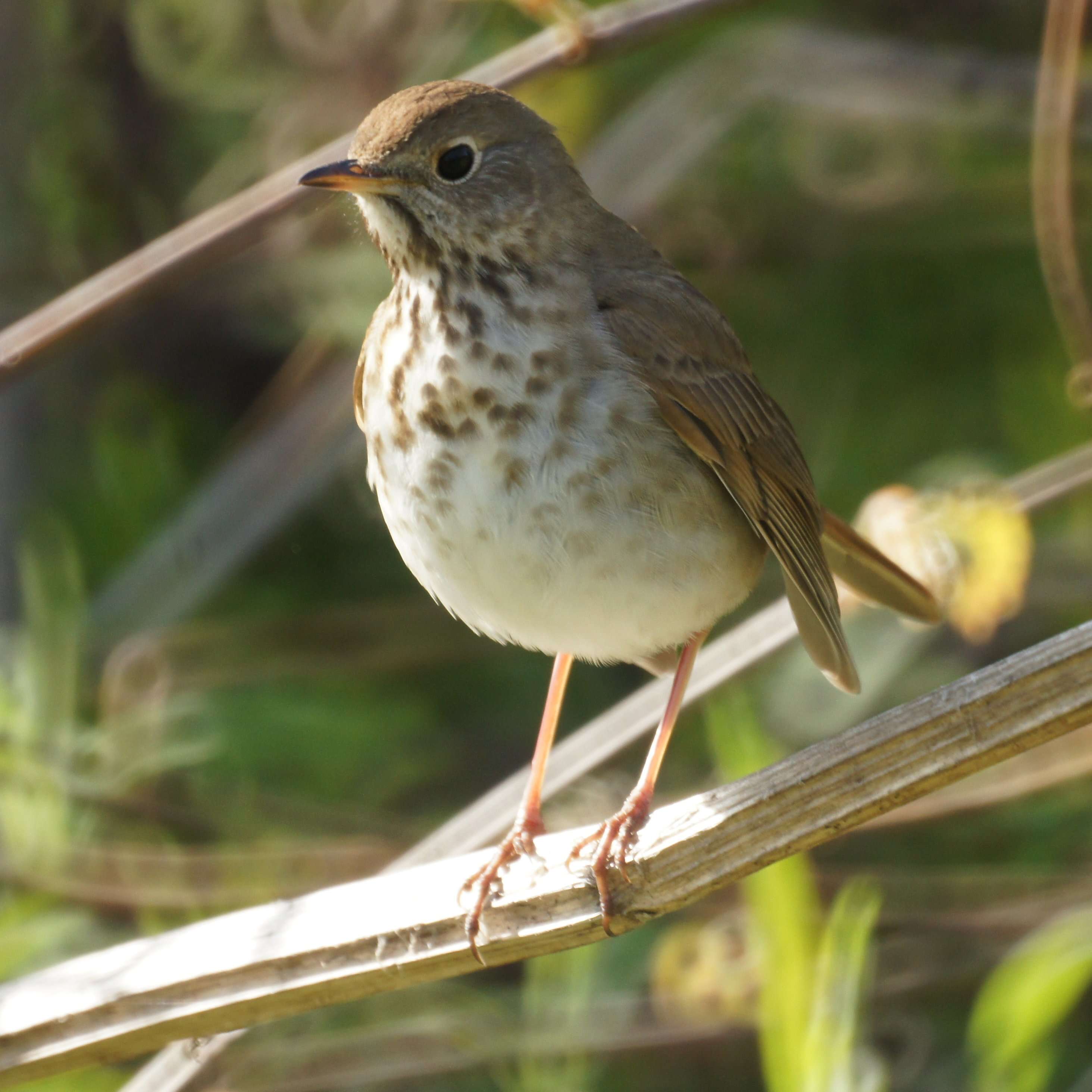 Image of Hermit Thrush