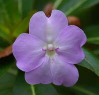 Impatiens sodenii Engl. & Warb. ex Engl. resmi