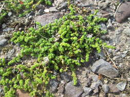 Image of smooth rupturewort