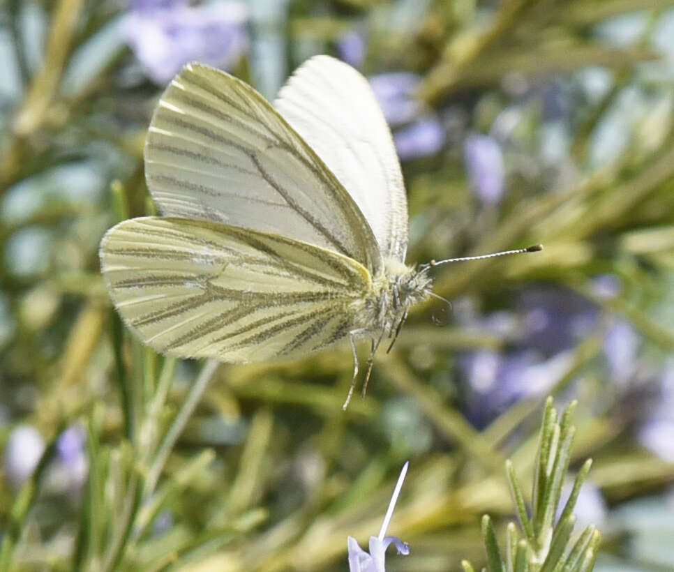 Image of Margined White