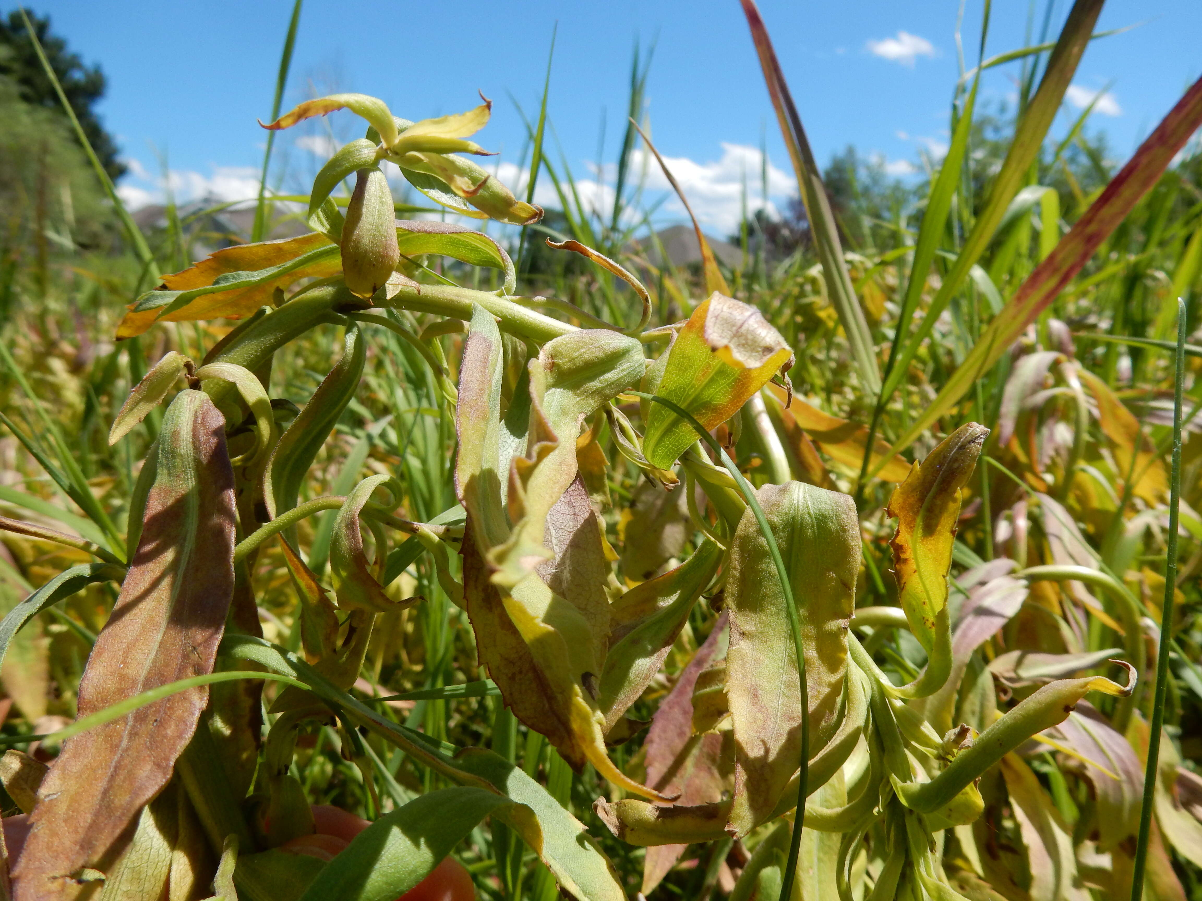 Solidago canadensis L. resmi