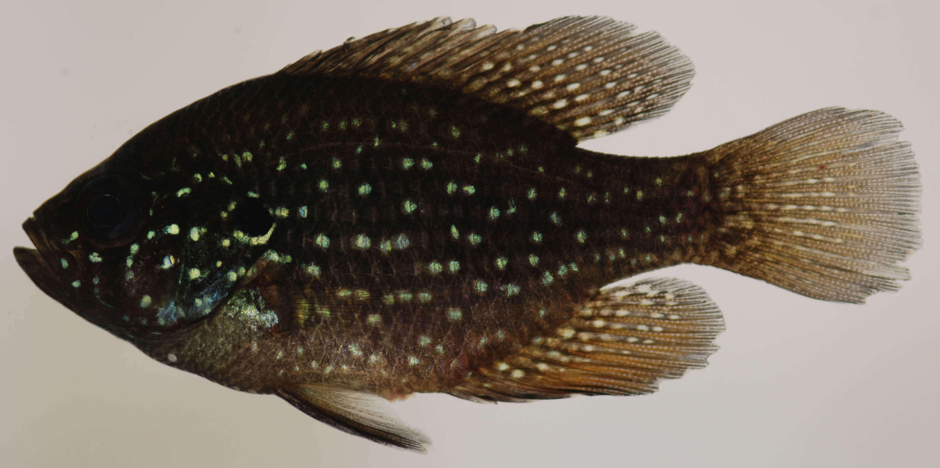 Image of Bluespotted Sunfish