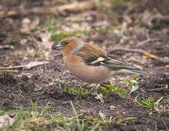 Image of Fringilla Linnaeus 1758