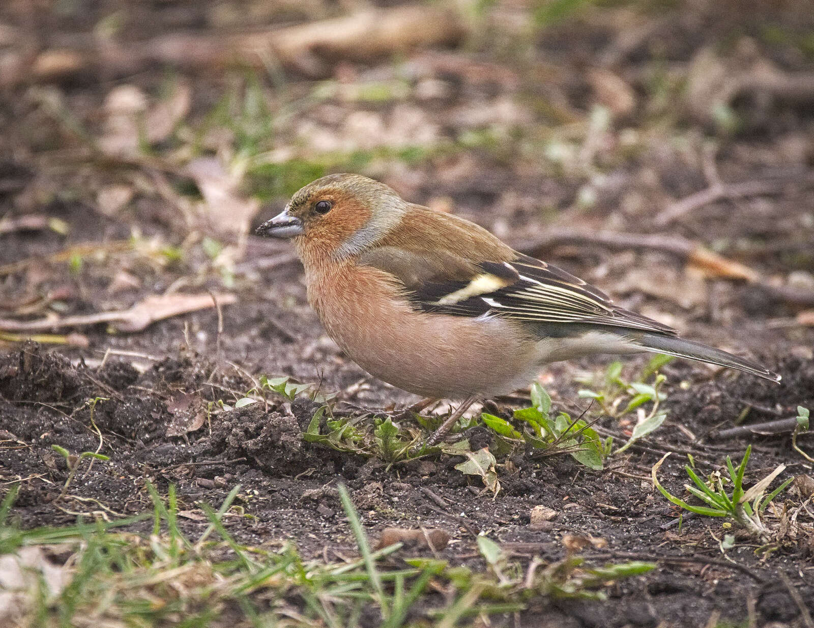 Image of Fringilla Linnaeus 1758