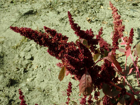 Image of Mexican Grain Amaranth