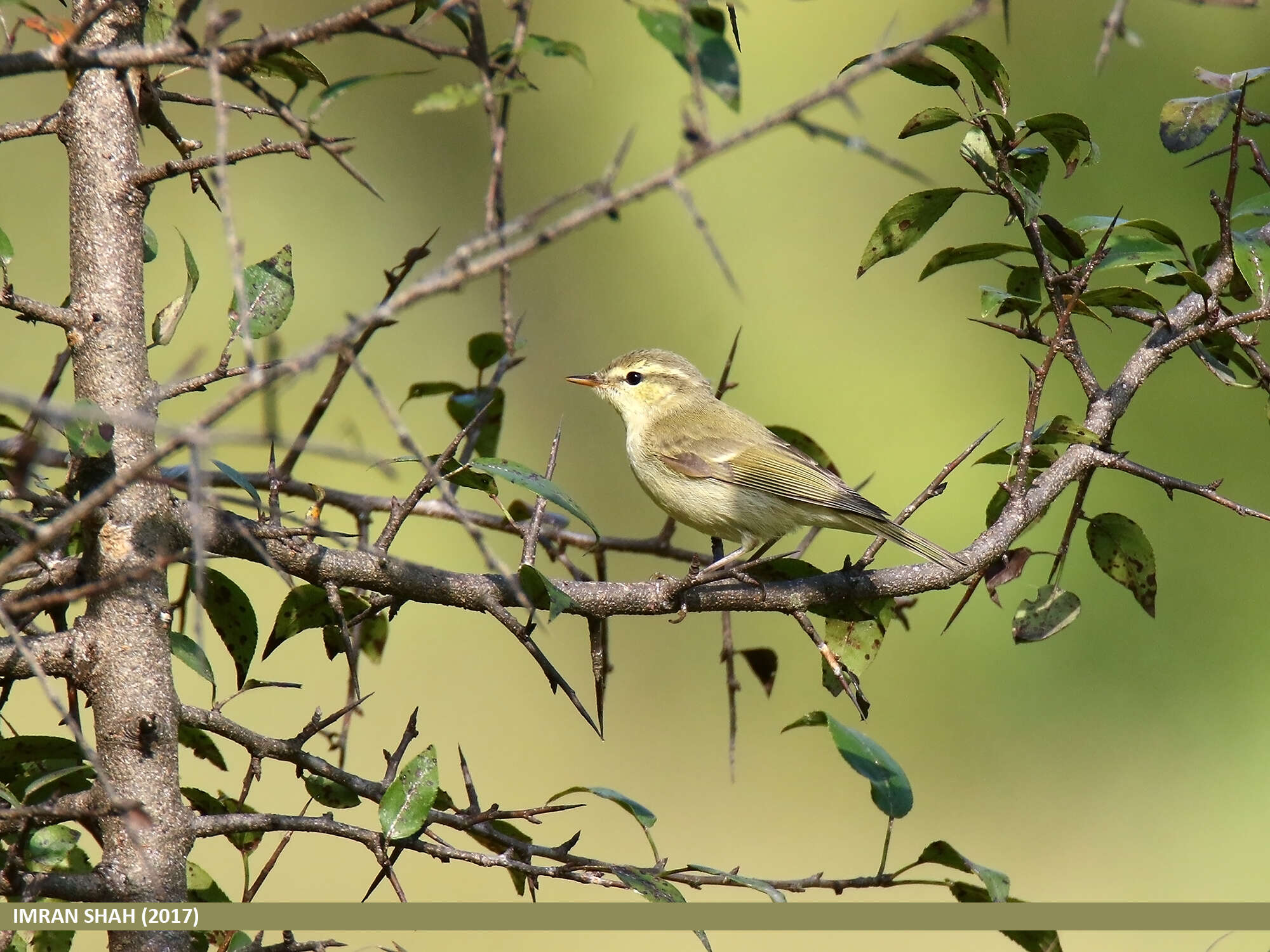 Plancia ëd Phylloscopus occipitalis (Blyth 1845)