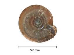 Image of rounded snail