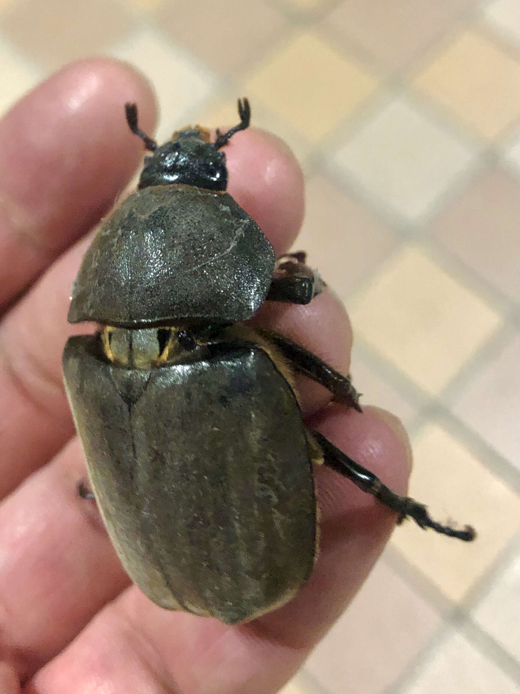 Image of Japanese rhinoceros beetle