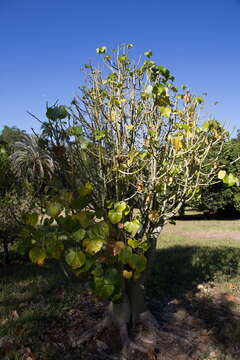 Image of Hildegardia cubensis (Urb.) Kosterm.