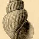 Image of Pontiothauma mirabile E. A. Smith 1895