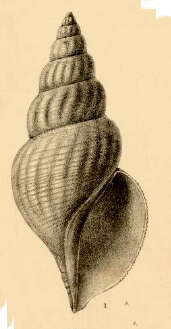Image of Pontiothauma mirabile E. A. Smith 1895