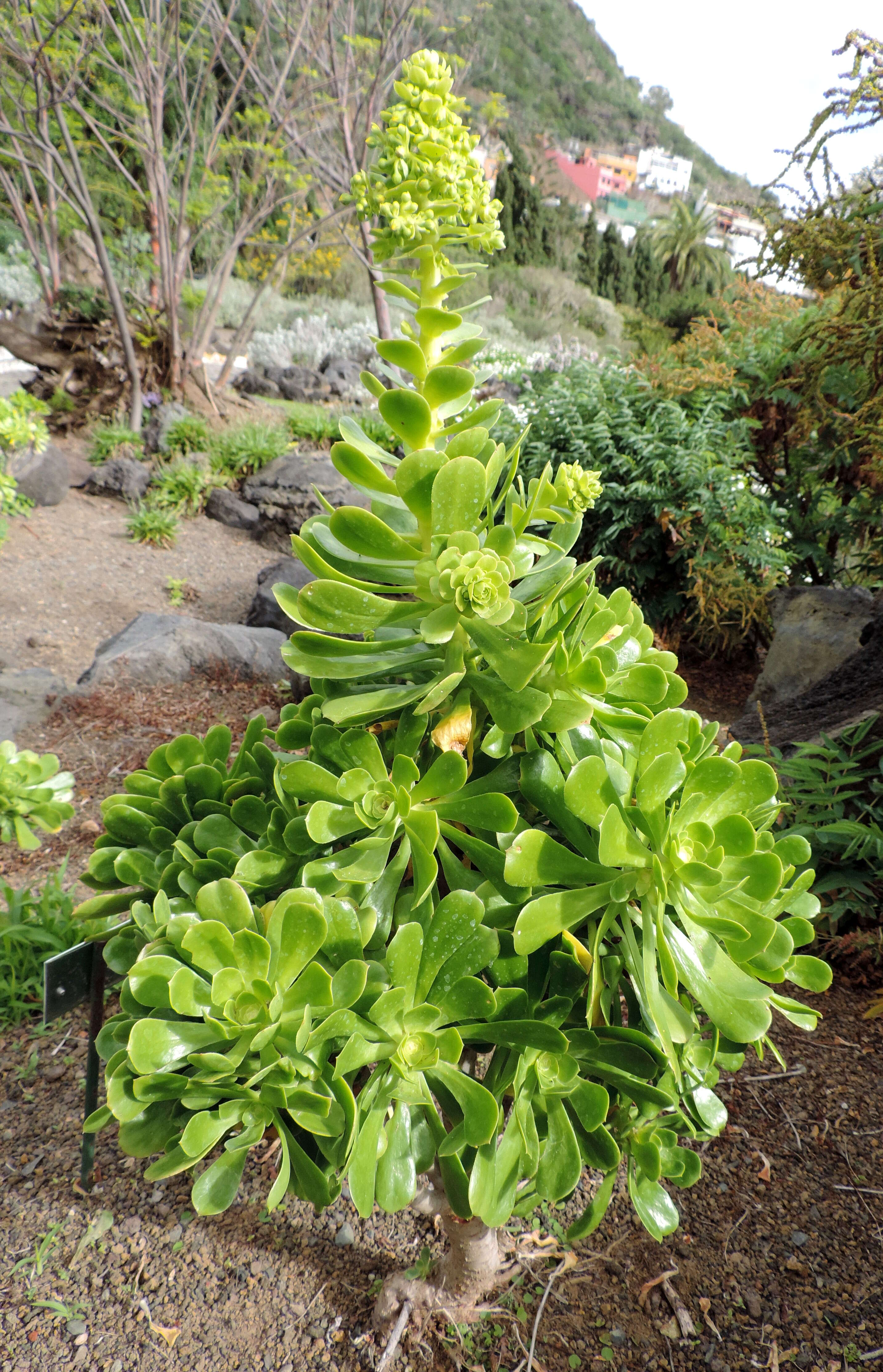 Image of Aeonium arboreum subsp. holochrysum (H. Y. Liu) Bañares