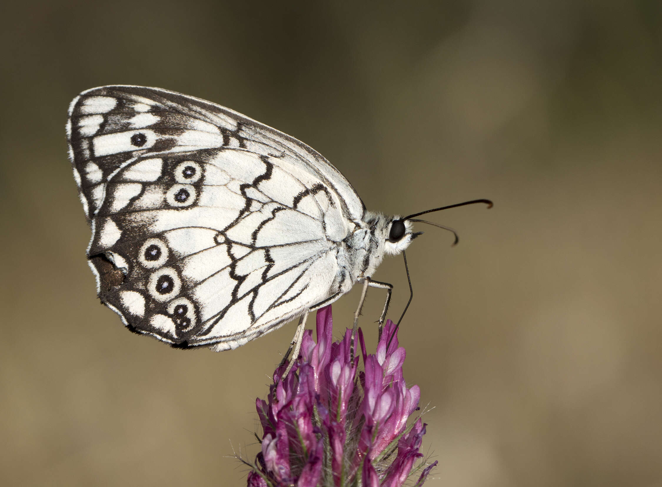 Image of Levantine Marbled White