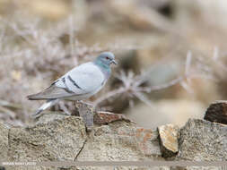 Image of Hill Pigeon