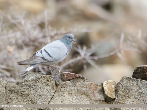 Image of Hill Pigeon