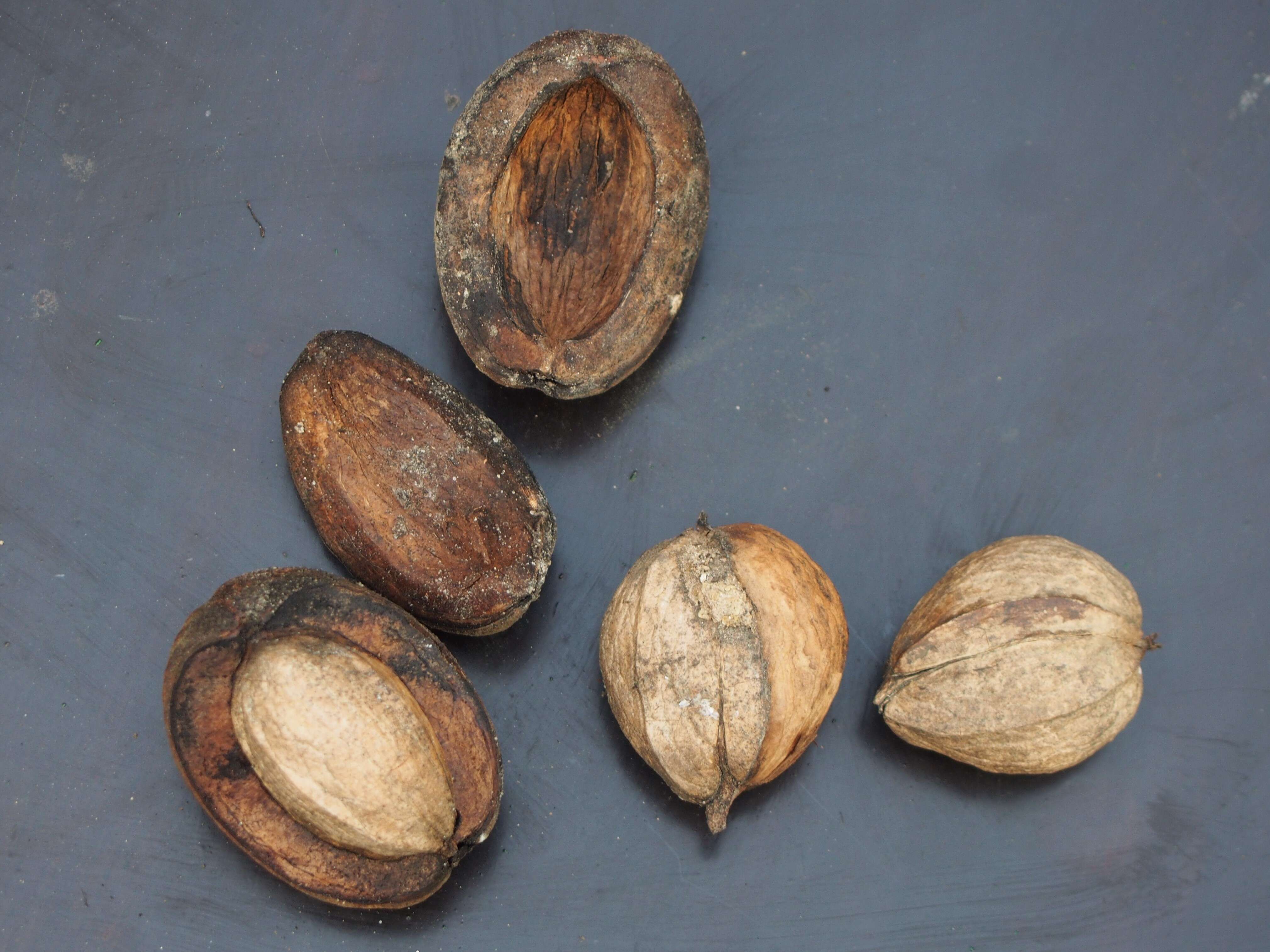 Image of shellbark hickory