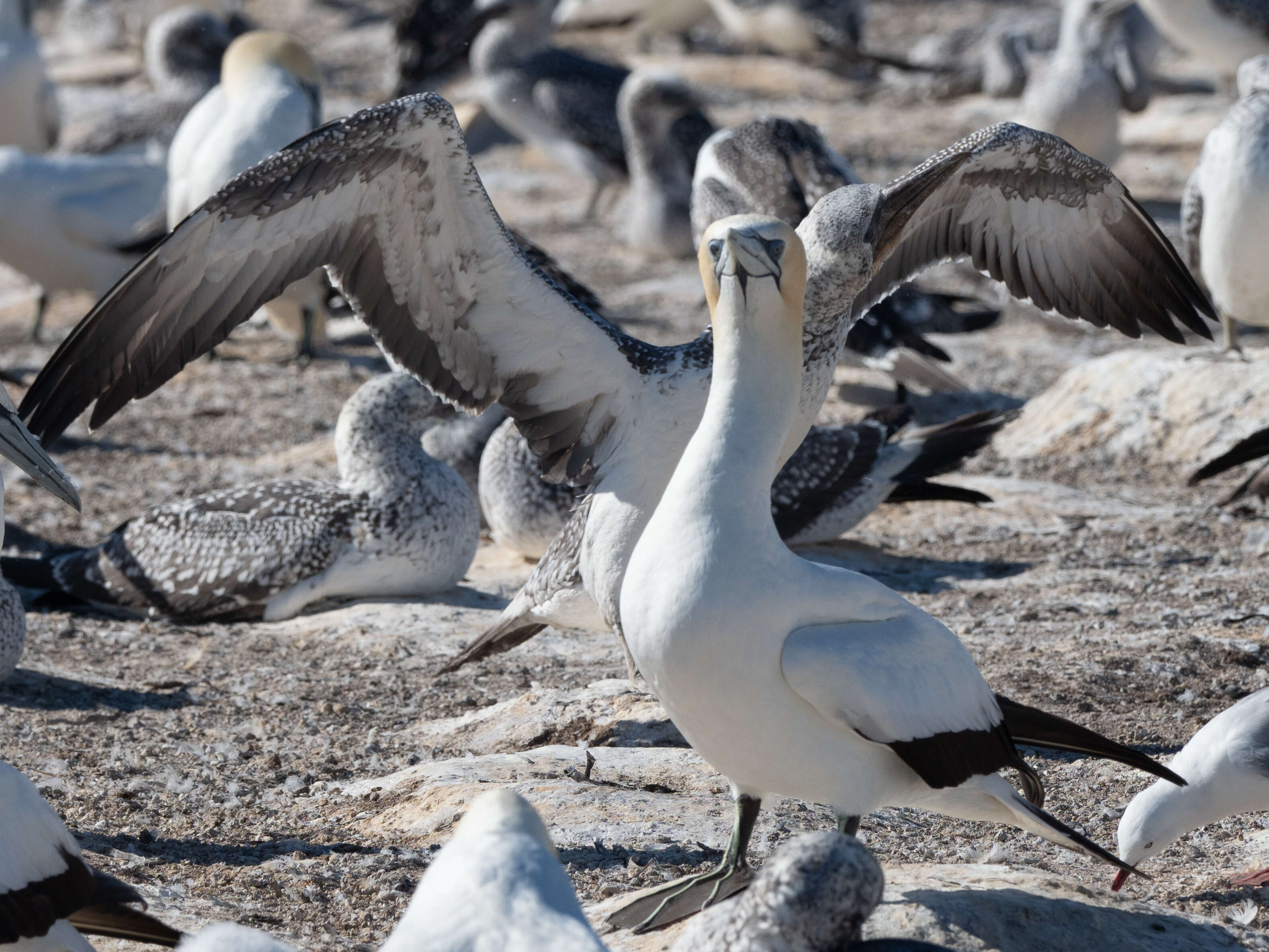 Image of Australasian Gannet