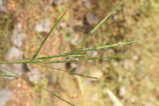 Image of Tausch's goatgrass