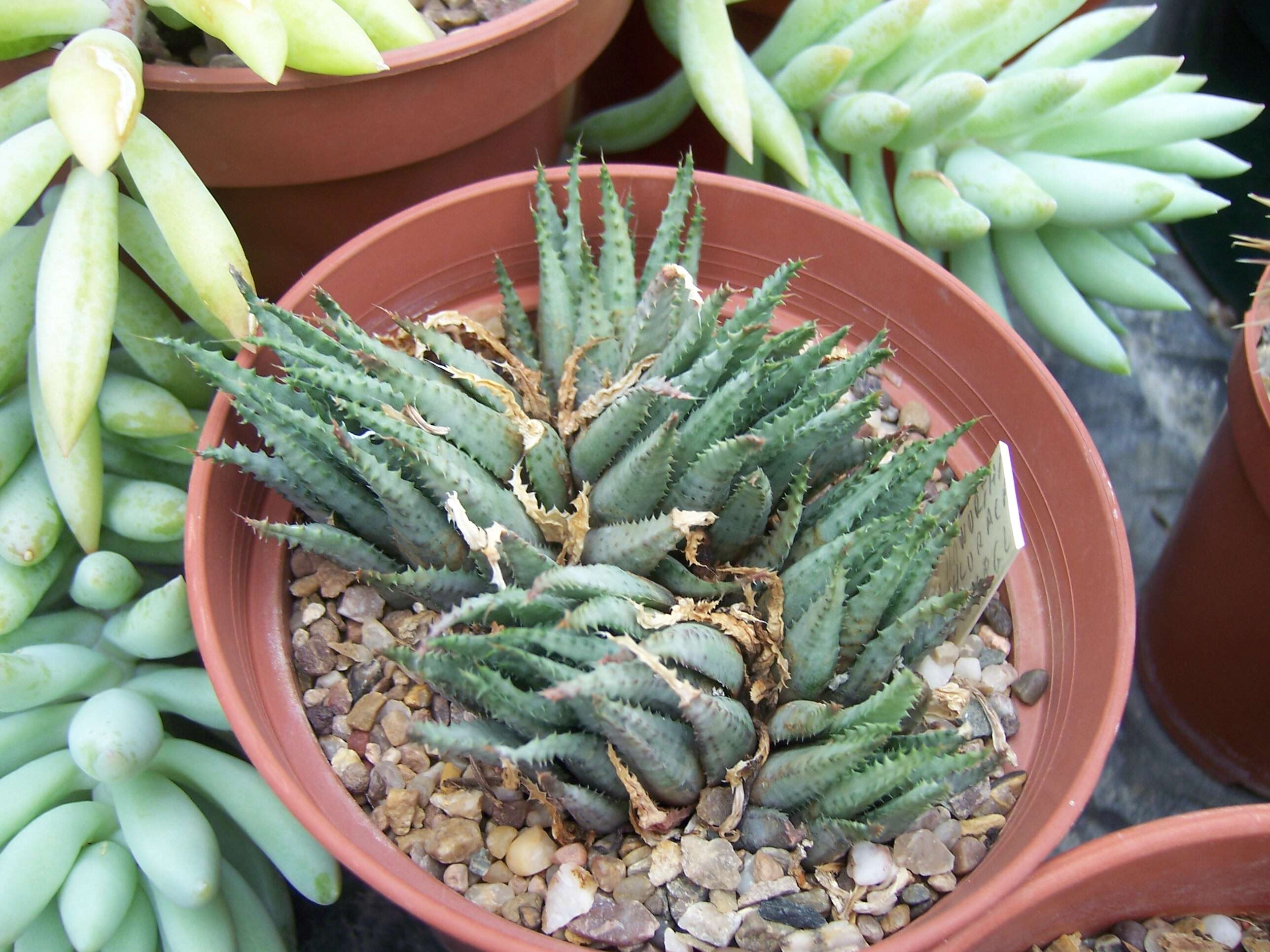 Image of Haworthia chloracantha Haw.