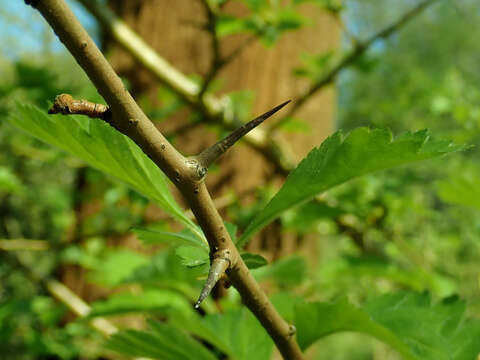 Image de Crataegus maximowiczii C. K. Schneid.