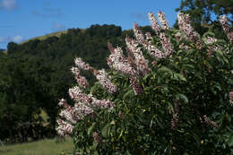 Image of California buckeye