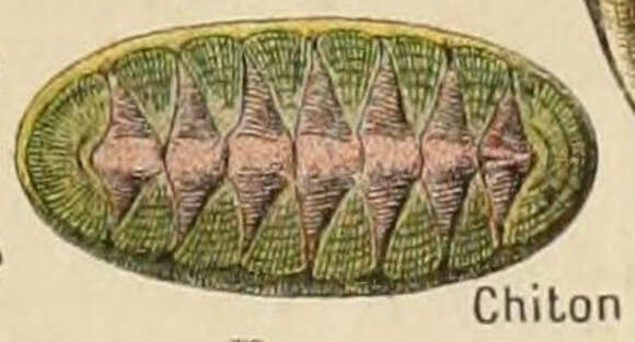 Imagem de Chiton Linnaeus 1758