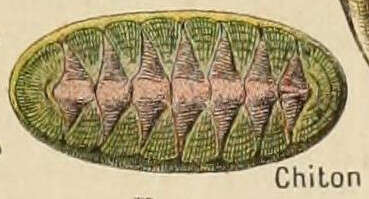 Sivun Chiton Linnaeus 1758 kuva