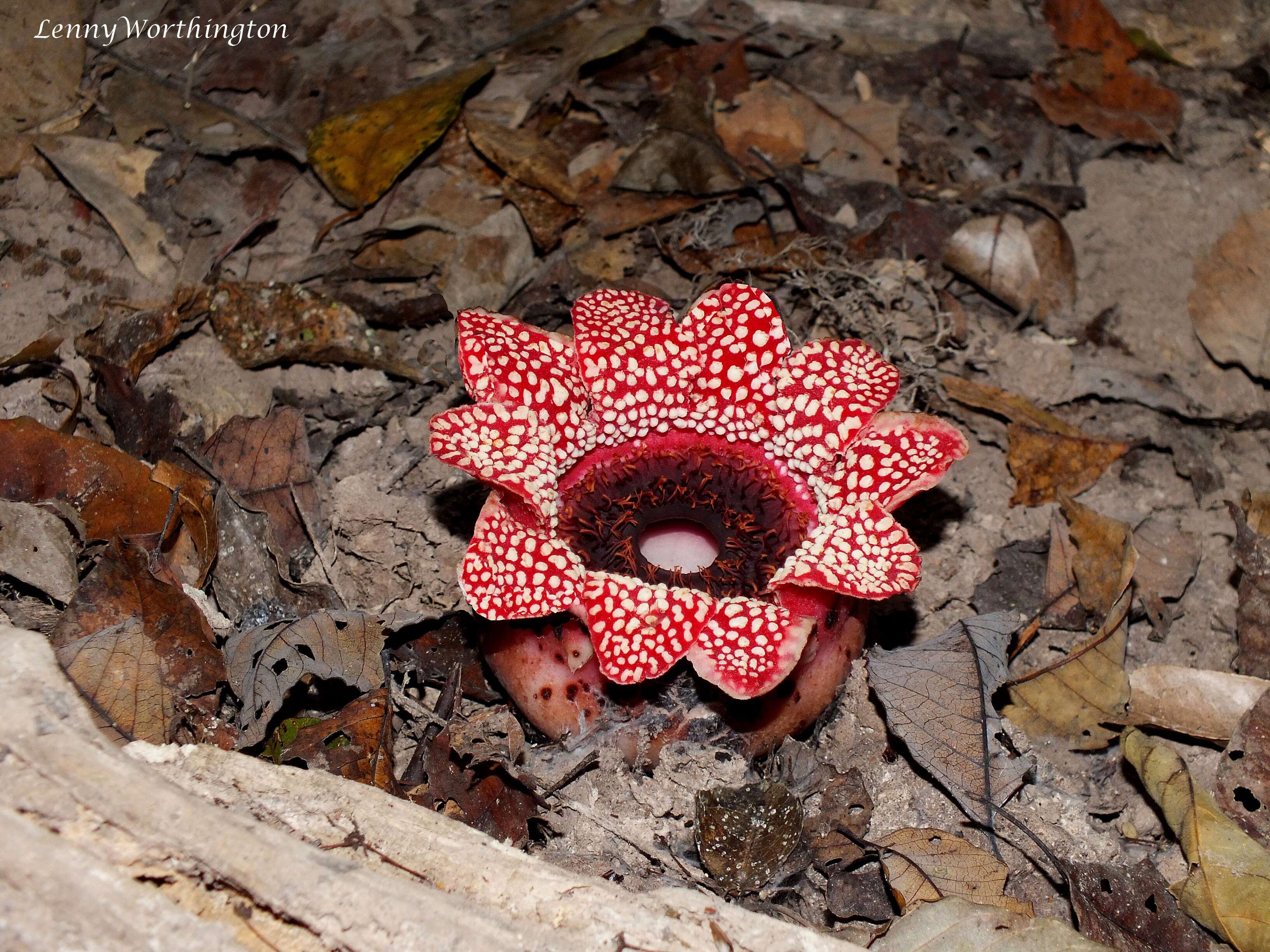 Image of Sapria himalayana Griff.