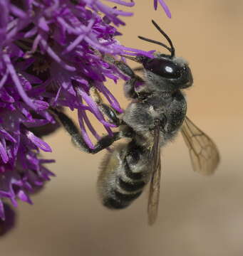 Image de Megachile policaris Say 1831